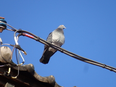 Columba livia domestica
