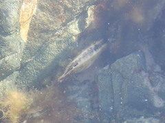Pteriidae