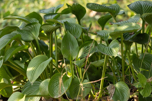 Hosta longipes iNat (3)