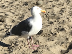Larus occidentalis