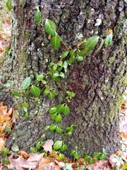 Euonymus fortunei