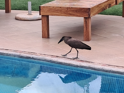 Hamerkop