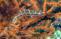 Oxycheilinus orientalis