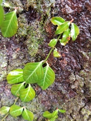 Euonymus fortunei