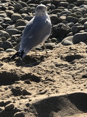 Larus delawarensis