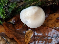 Fungi