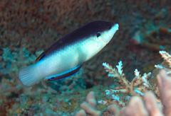 Anampses neoguinaicus