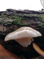 Fungi