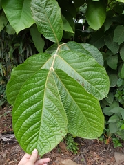 Bunchosia macrophylla