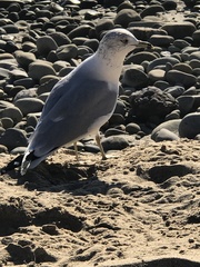 Larus delawarensis