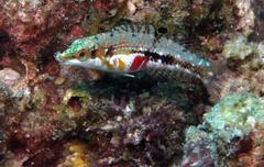 Halichoeres nebulosus