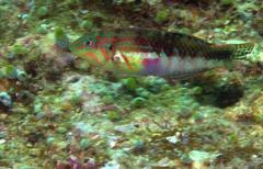 Halichoeres nebulosus