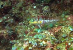 Halichoeres nebulosus