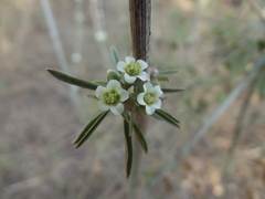 Euphorbia colletioides