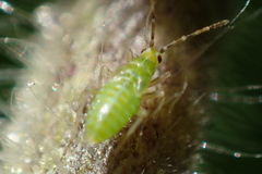 Engytatus modestus