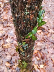 Euonymus fortunei
