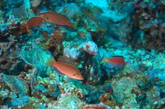 Cirrhilabrus marjorie