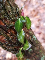 Euonymus fortunei