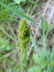 Carex arcta