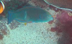 Anampses geographicus