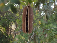 Ebenopsis caesalpinioides