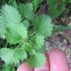Urtica chamaedryoides