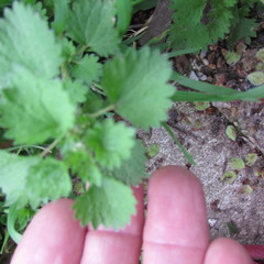 Urtica chamaedryoides