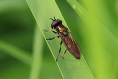 Pyrophaena granditarsis