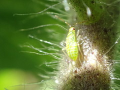 Engytatus modestus
