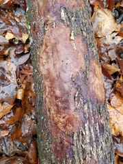 Fungi