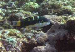 Thalassoma jansenii