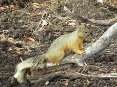 Sciurus nayaritensis apache