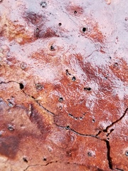 Fungi