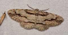 Iridopsis pergracilis