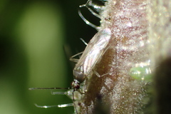 Engytatus modestus