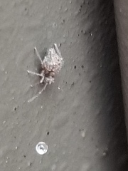 Collembola