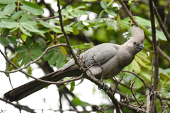 Grey Go-Away-Bird photo 3