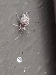 Collembola
