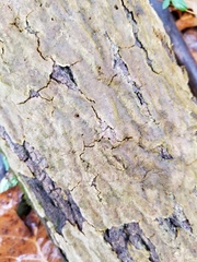 Fungi