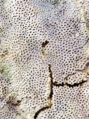 Fungi
