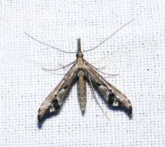 Tineodes adactylalis