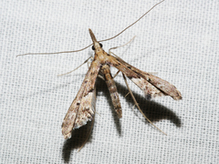 Tineodes adactylalis