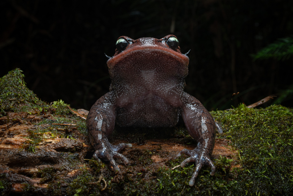 Chong'an Moustache Toad