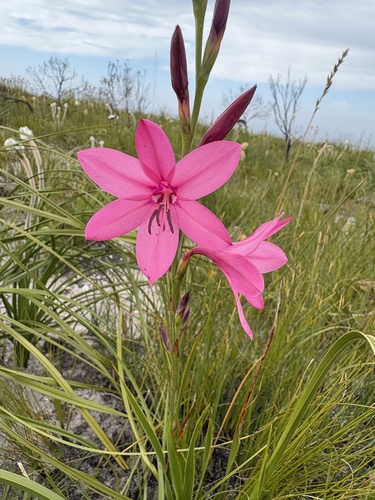 Foothill Watsonia (Watsonia rogersii)