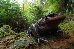 Chong'an Moustache Toad photo 2
