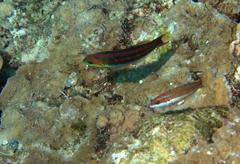 Thalassoma quinquevittatum