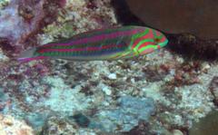 Thalassoma quinquevittatum