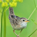 Sedge Wren - Photo (c) Jerry Oldenettel, some rights reserved (CC BY-NC-SA)