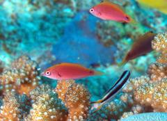 Cirrhilabrus punctatus