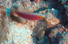 Cirrhilabrus scottorum